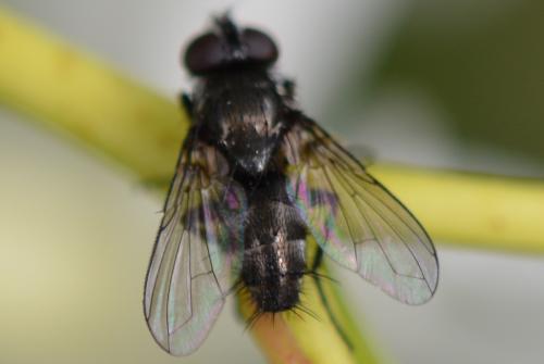 Réf. 326 243 : Rhinophora lepida